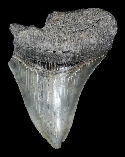 Sharp, Partial, Fossil Megalodon Tooth #52991